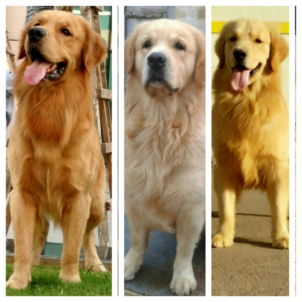 Pet shop for small breed