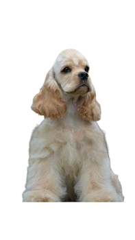 "Cocker spaniel dog breeder in Pune – Jamhar Kennel"