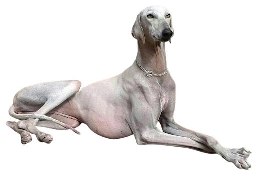 "Dashhound dog breeder in Pune – Jamhar Kennel"