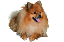 "Pomerian dog breeder in Pune – Jamhar Kennel"