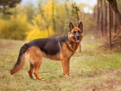 Adorable,German,Shepherd,Standing,In,Autumn,Park