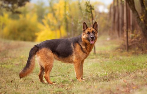 Adorable,German,Shepherd,Standing,In,Autumn,Park