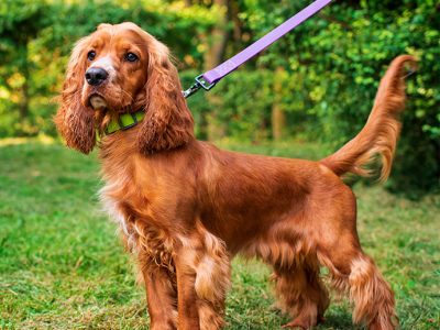 cocker-spaniel-w690-h690